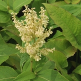 Foltz plant