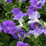 Foltz plant