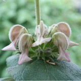 Foltz plant