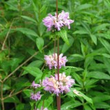 Foltz plant