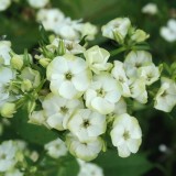 Foltz plant