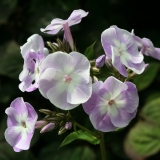 Foltz plant
