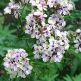 Foltz plant