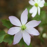 Foltz plant