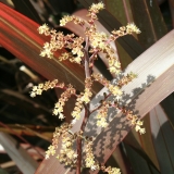 Foltz plant