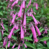 Foltz plant
