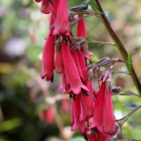 Foltz plant