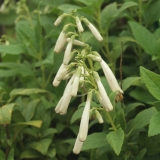 Foltz plant