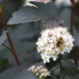 Foltz plant