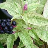 Foltz plant