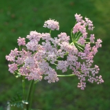 Foltz plant