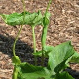 Foltz plant
