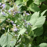 Foltz plant