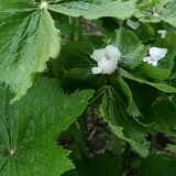 Foltz plant