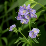 Foltz plant