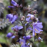 Foltz plant