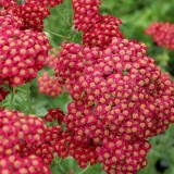 Foltz plant