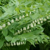 Foltz plant