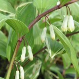 Foltz plant