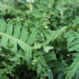 Foltz plant