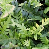 Foltz plant