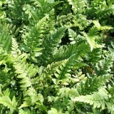 Foltz plant