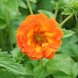 Foltz plant