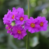 Foltz plant
