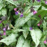 Foltz plant