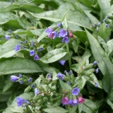 Foltz plant