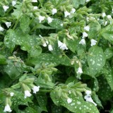 Foltz plant