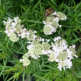 Foltz plant