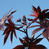 Foltz plant