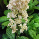 Foltz plant