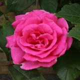 Foltz plant
