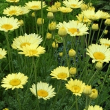 Foltz plant