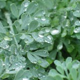 Foltz plant