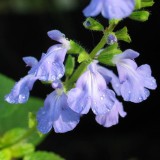 Foltz plant