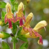 Foltz plant