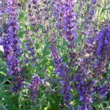 Foltz plant