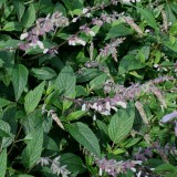Foltz plant