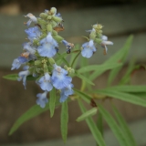 Foltz plant