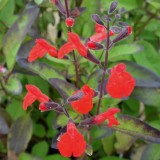 Foltz plant