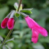 Foltz plant