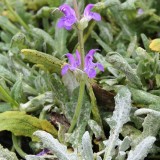 Foltz plant