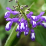 Foltz plant