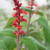 Foltz plant