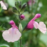 Foltz plant