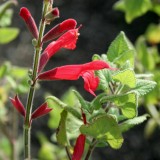Foltz plant