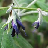 Foltz plant